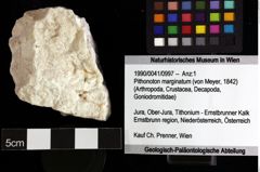 Foto (Objket + Etiketten) von Pithonoton marginatum (von Meyer, 1842) 